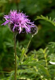 Attēlu rezultāti vaicājumam “Centaurea scabiosa bud”