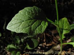 Attēlu rezultāti vaicājumam “Lapsana communis leaf”