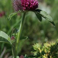 Attēlu rezultāti vaicājumam “Trifolium alpestre”