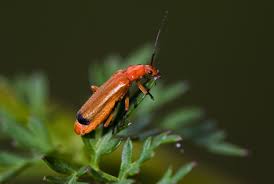 Attēlu rezultāti vaicājumam “Rhagonycha fulva”