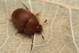 Attēlu rezultāti vaicājumam “Cychramus luteus”