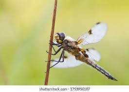 Attēlu rezultāti vaicājumam “Libellula quadrimaculata imago”