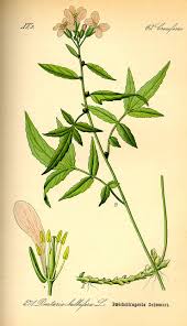 Attēlu rezultāti vaicājumam “Cardamine bulbifera leaf”