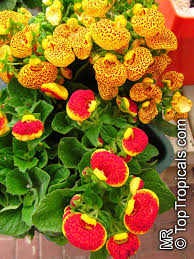 Image result for Calceolaria