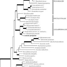 Attēlu rezultāti vaicājumam “Funariales”