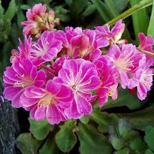 Image result for Bitterwurz