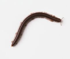 Attēlu rezultāti vaicājumam “Diplopoda”