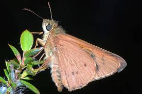 Image result for Papilionoidea