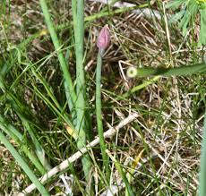 Attēlu rezultāti vaicājumam “Allium schoenoprasum fruit”