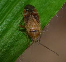 Attēlu rezultāti vaicājumam “Psallus sp.”