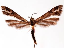 Attēlu rezultāti vaicājumam “Platyptilia tesseradactyla”