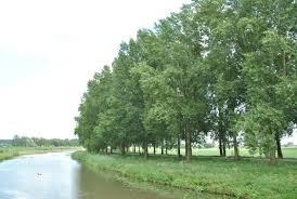 Attēlu rezultāti vaicājumam “Populus x canadensis”