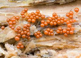 Attēlu rezultāti vaicājumam “Hemitrichia calyculata”