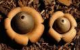 Agaricomycetes