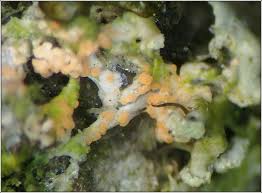 Attēlu rezultāti vaicājumam “Erythricium aurantiacum”