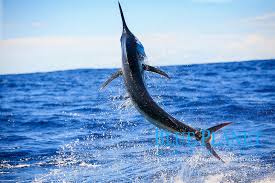 Image result for Istiompax indica