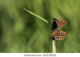 Attēlu rezultāti vaicājumam “Carterocephalus palaemon underside”