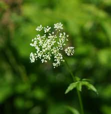 Attēlu rezultāti vaicājumam “Chaerophyllum aromaticum”