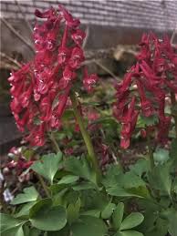 Attēlu rezultāti vaicājumam “Corydalis solida”