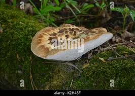 Attēlu rezultāti vaicājumam “Sarcodon imbricatum”