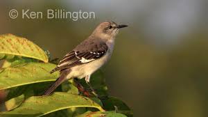 Image result for Mimus polyglottos