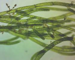 Attēlu rezultāti vaicājumam “Cladophora glomerata”