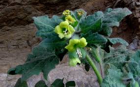 Image result for bilsenkraut