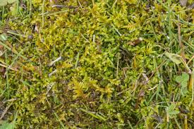 Attēlu rezultāti vaicājumam “Calliergonella cuspidata”