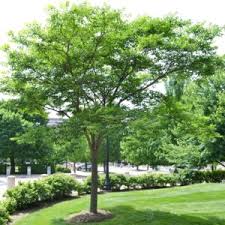 Attēlu rezultāti vaicājumam “Phellodendron amurense”