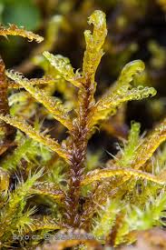 Attēlu rezultāti vaicājumam “Hamatocaulis vernicosus”