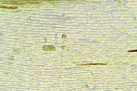 Attēlu rezultāti vaicājumam “Hypnum cupressiforme var. lacunosum sporophyte”