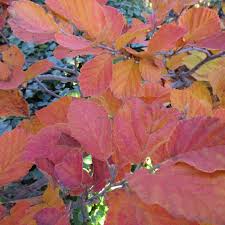 Attēlu rezultāti vaicājumam “Hamamelis vernalis”