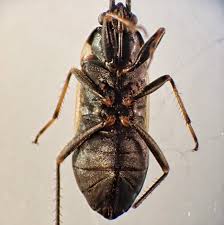 Image result for Rhyparochromus