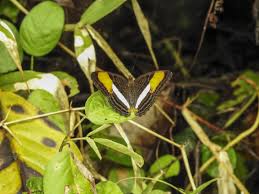 Attēlu rezultāti vaicājumam “Lepidoptera”