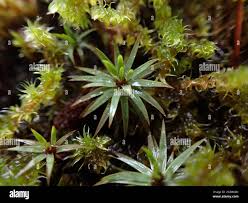 Attēlu rezultāti vaicājumam “Pogonatum urnigerum”