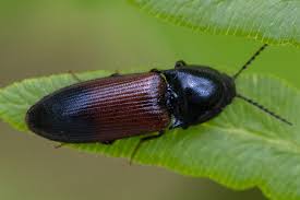 Attēlu rezultāti vaicājumam “Ampedus balteatus”