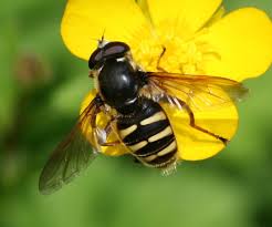 Attēlu rezultāti vaicājumam “Sericomyia silentis”