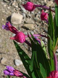 Attēlu rezultāti vaicājumam “Epilobium angustifolium bud”
