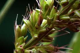 Attēlu rezultāti vaicājumam “Setaria viridis fruit”