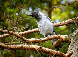 Attēlu rezultāti vaicājumam “Corvus cornix juvenile”