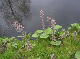 Attēlu rezultāti vaicājumam “Petasites hybridus leaf”