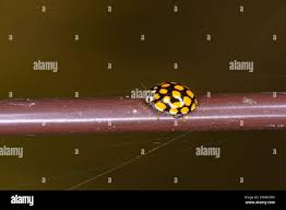 Attēlu rezultāti vaicājumam “Sospita vigintiguttata”