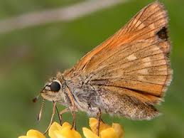 Attēlu rezultāti vaicājumam “Ochlodes sylvanus underside”