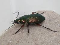 Attēlu rezultāti vaicājumam “Poecilus cupreus”