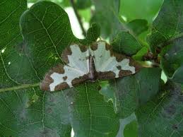 Attēlu rezultāti vaicājumam “Lomaspilis marginata”