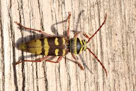 Attēlu rezultāti vaicājumam “Plagionotus detritus”