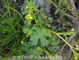 Attēlu rezultāti vaicājumam “Ranunculus sceleratus leaf”