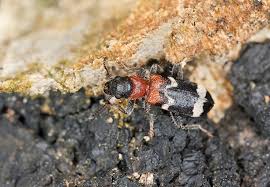 Attēlu rezultāti vaicājumam “Thanasimus formicarius”