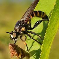 Attēlu rezultāti vaicājumam “Choerades sp.”