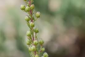 Attēlu rezultāti vaicājumam “Artemisia campestris”